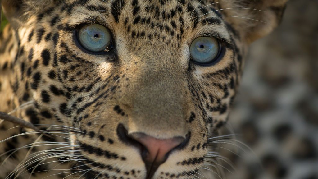 En leopards arv HEM Den officiella hemsidan för National Geographic