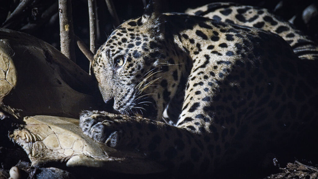 Jaguar Beach Hem Den Officiella Hemsidan F R National Geographic I