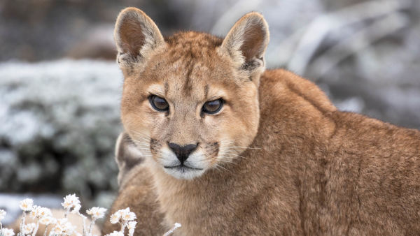Pumas At The End of The World: Birth