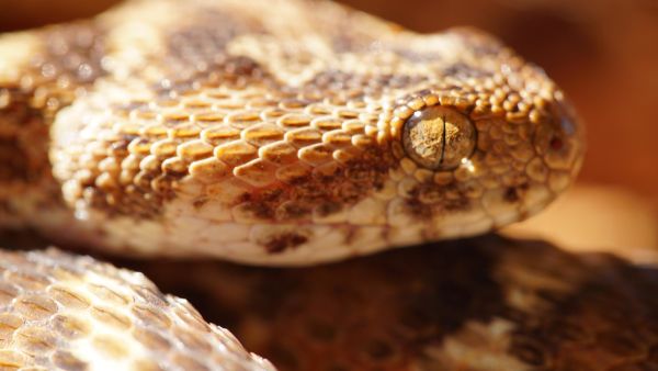 Världens dödligaste ormar