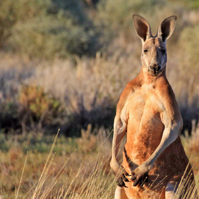 Det vilda Australien: Kängurukungen