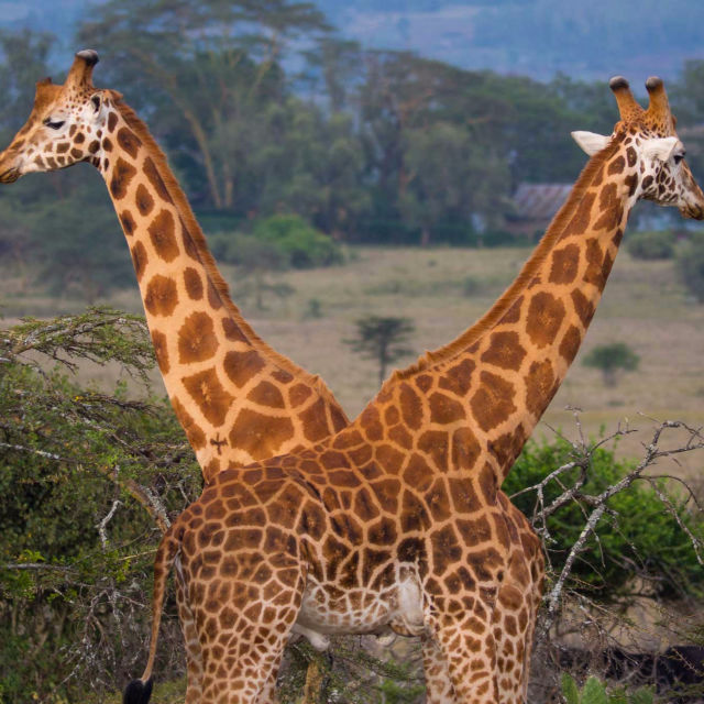 Giraffers liv