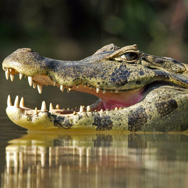 Jaguarer mot krokodiler