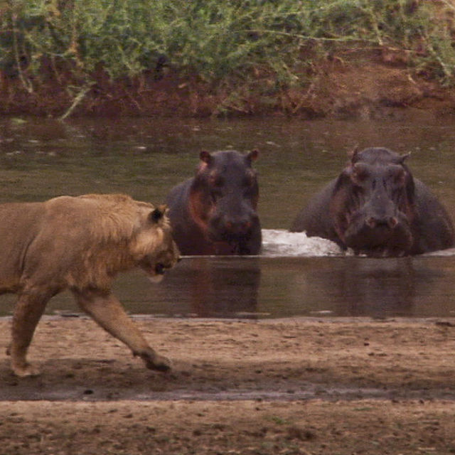 Territoriekrig: Lejon och flodhästar
