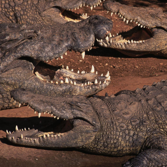 Krokodilgängen