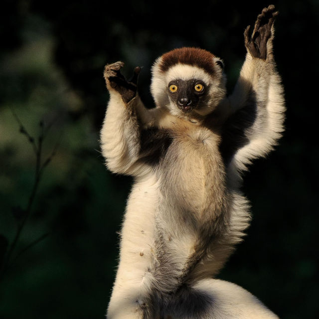 Madagaskars legendariska lemurer