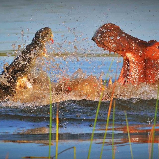 Flodhäst vs krokodil