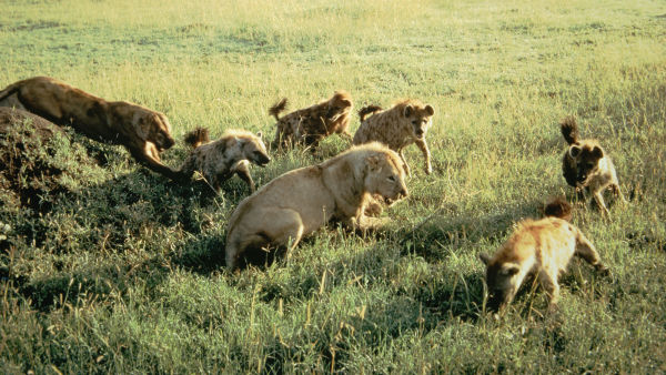 Eviga fiender: Lejon och hyenor