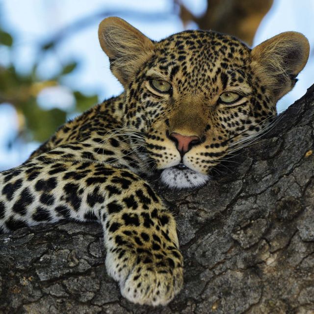 Leopardriket
