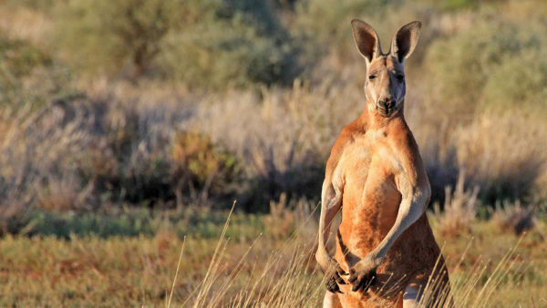 Det vilda Australien: Kängurukungen