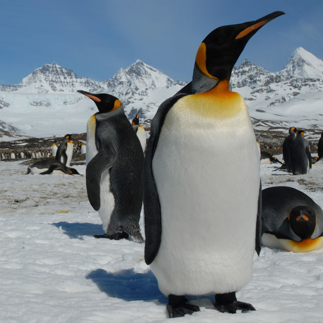 En pingvins liv