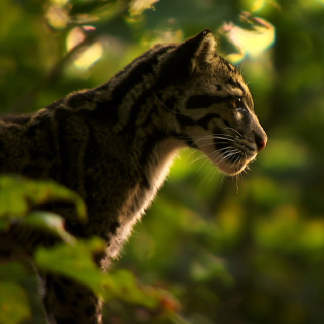 Indiens vilda leoparder