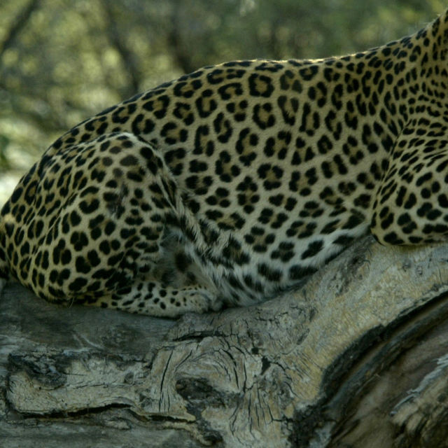 Den osannolika leoparden