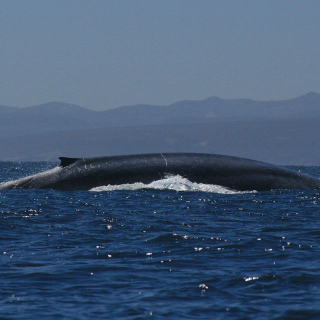 Kingdom of The Blue Whale - HEM - Den officiella hemsidan för National