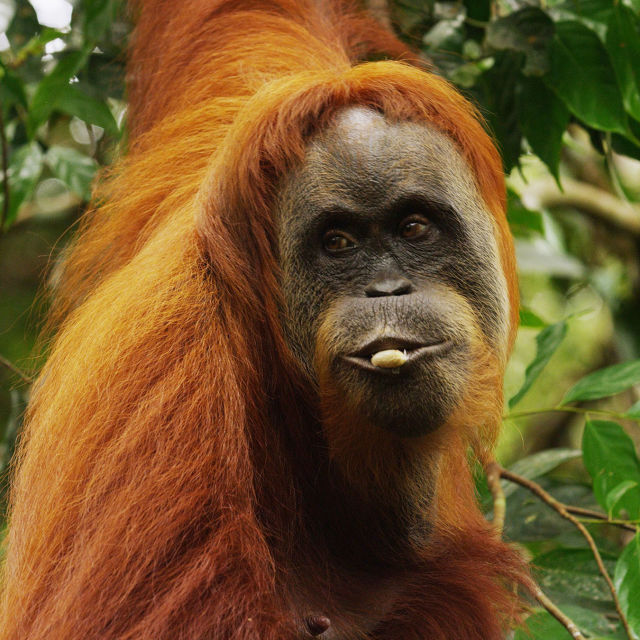 Orangutangernas sista fristad