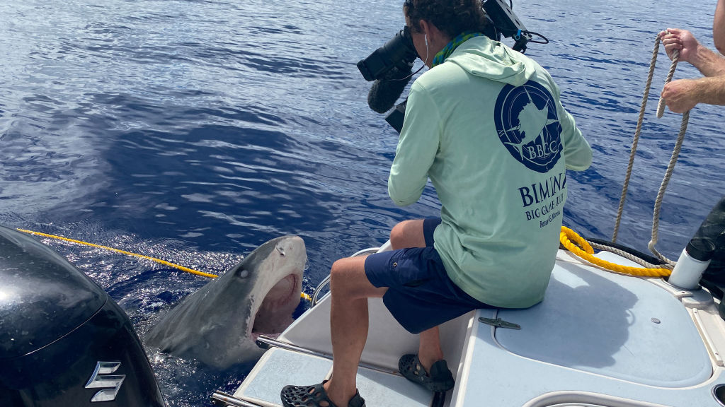 Sharkcano Hawaii HEM Den officiella hemsidan för National