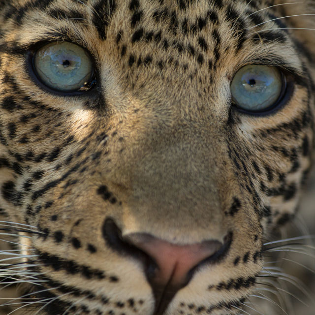 En leopards arv