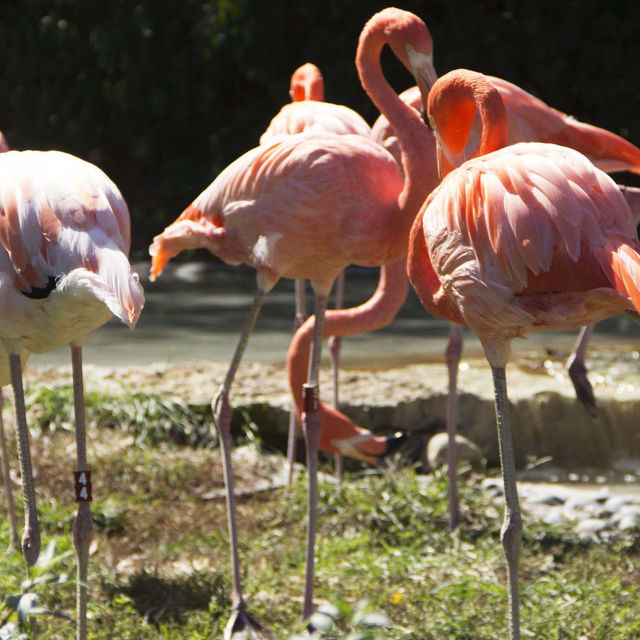 Hemligheter på zoo: Samlingsavsnitt