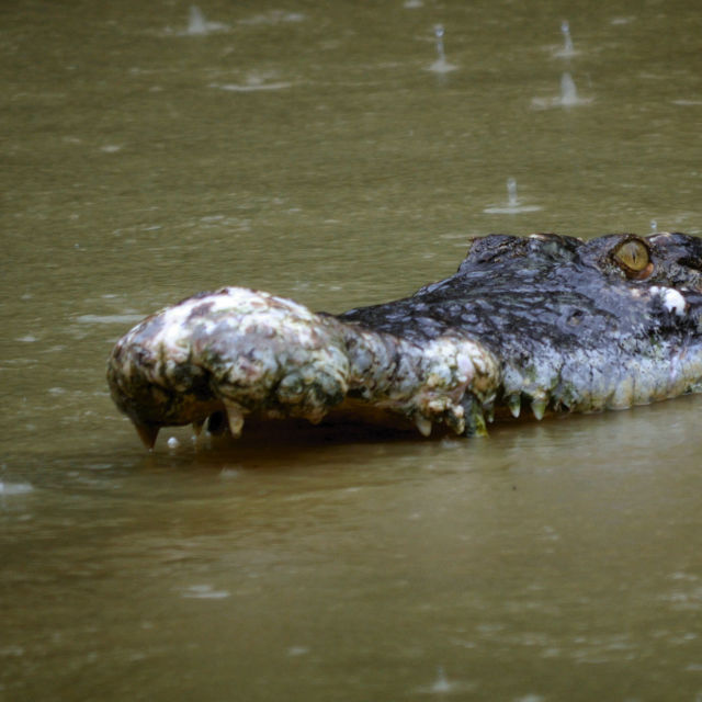 Världens dödligaste krokodiler
