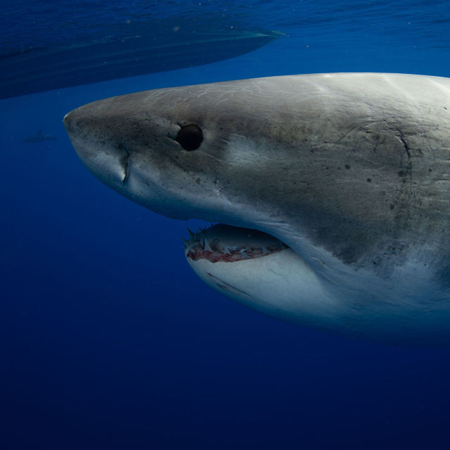 World's Biggest Great White? Expedition Hawaii - HEM - Den officiella  hemsidan för National Geographic i Sverige