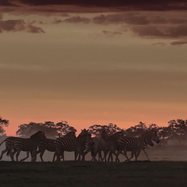 Afrikas farligaste rovdjur: Botswana