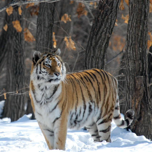 Rysslands vilda tigrar