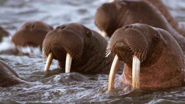 Alaskas dödligaste: Rovdjur på jakt