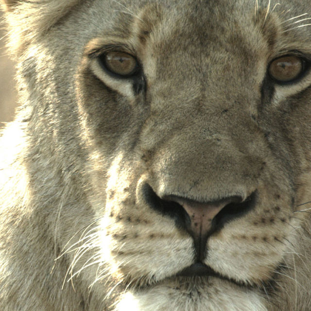 Malika: Lejondrottningen