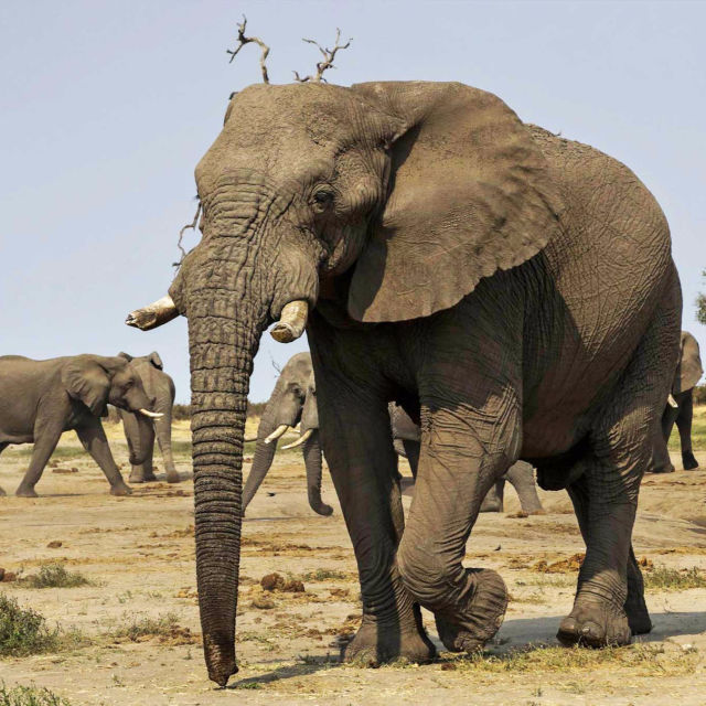 Afrikas farligaste djur: Ungt blod