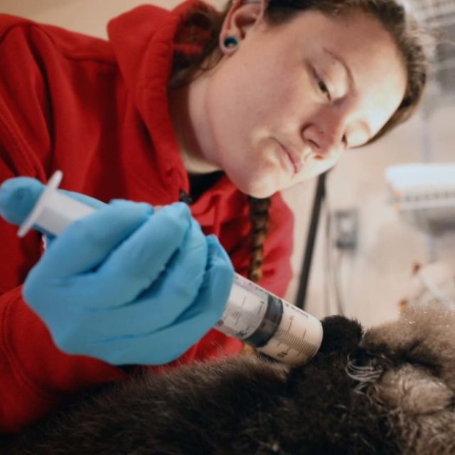 Djurräddarna i Alaska: Akutfall, samlingsavsnitt
