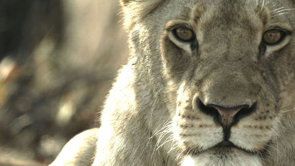 Malika: Lejondrottningen