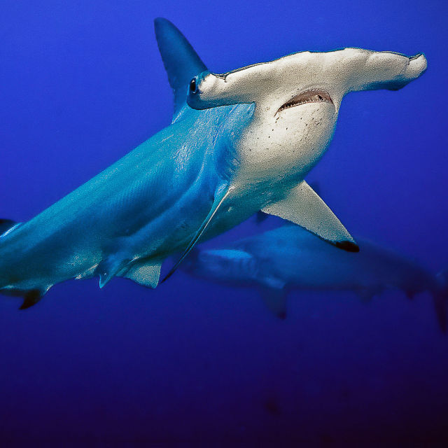 Världens konstigaste hajar